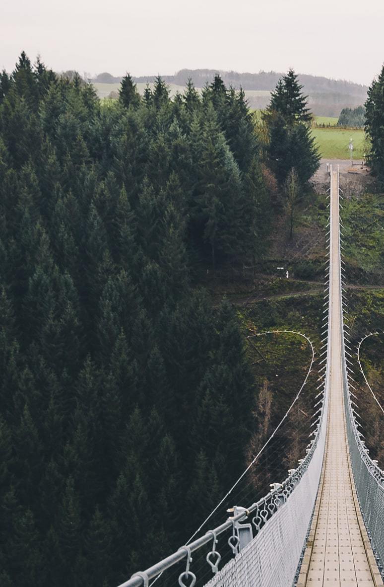 view of lush green forest with bridge running through