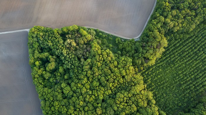 Aerial photo from flying drone of a land with sowing young trees among the huge forest and a plowed field. Photo by drone