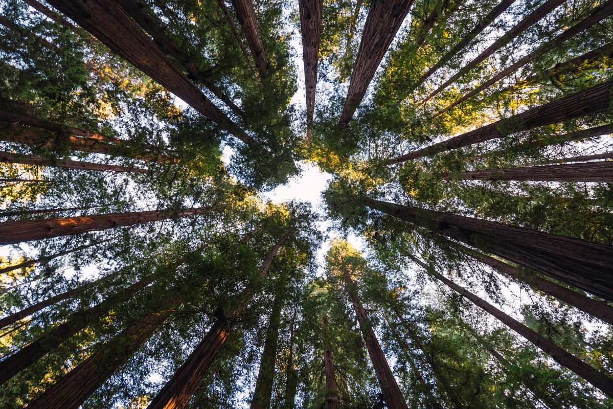 Green high fir trees in forest