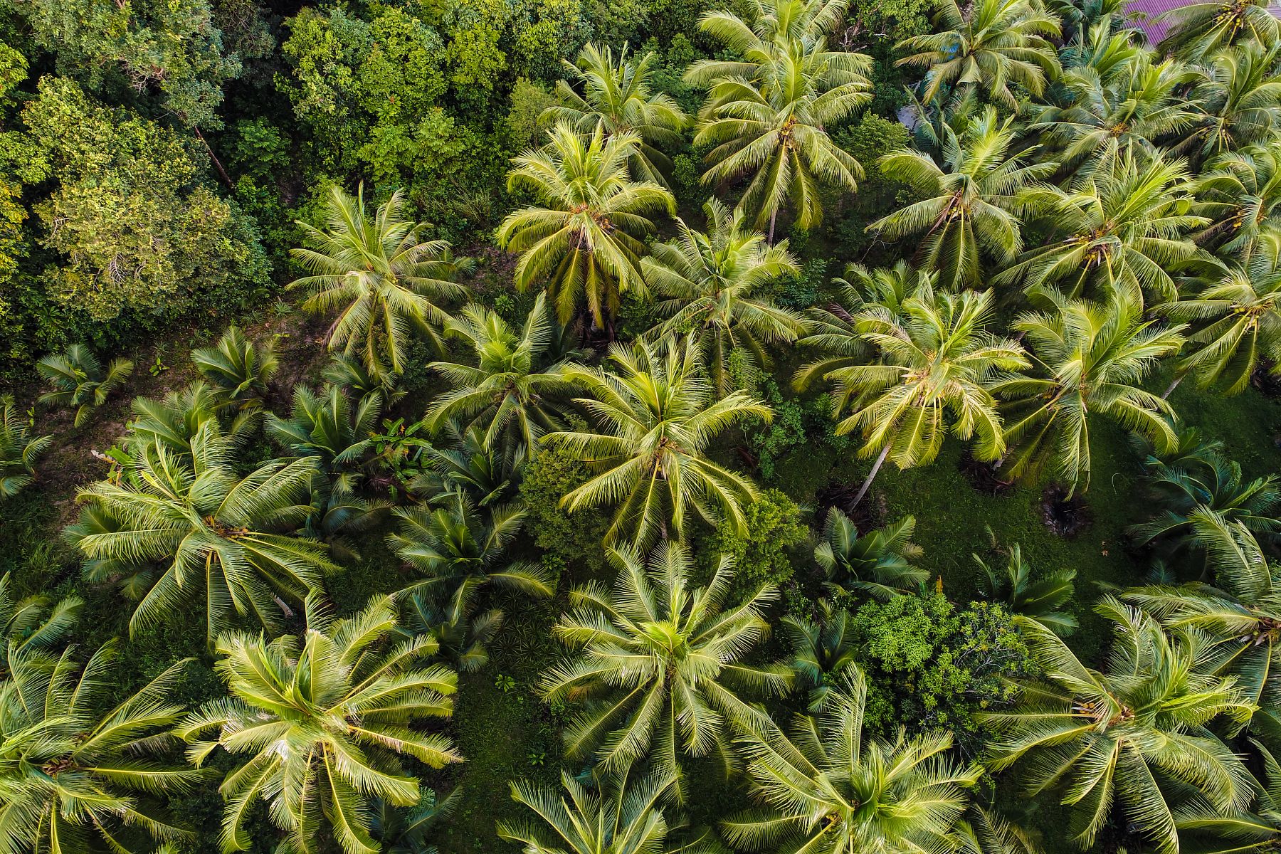 Coconut palm tree aerial view tropical forest