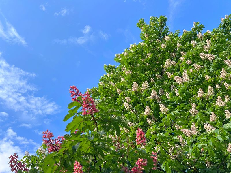 Spring horse chestnut trees white pink flowers candles.