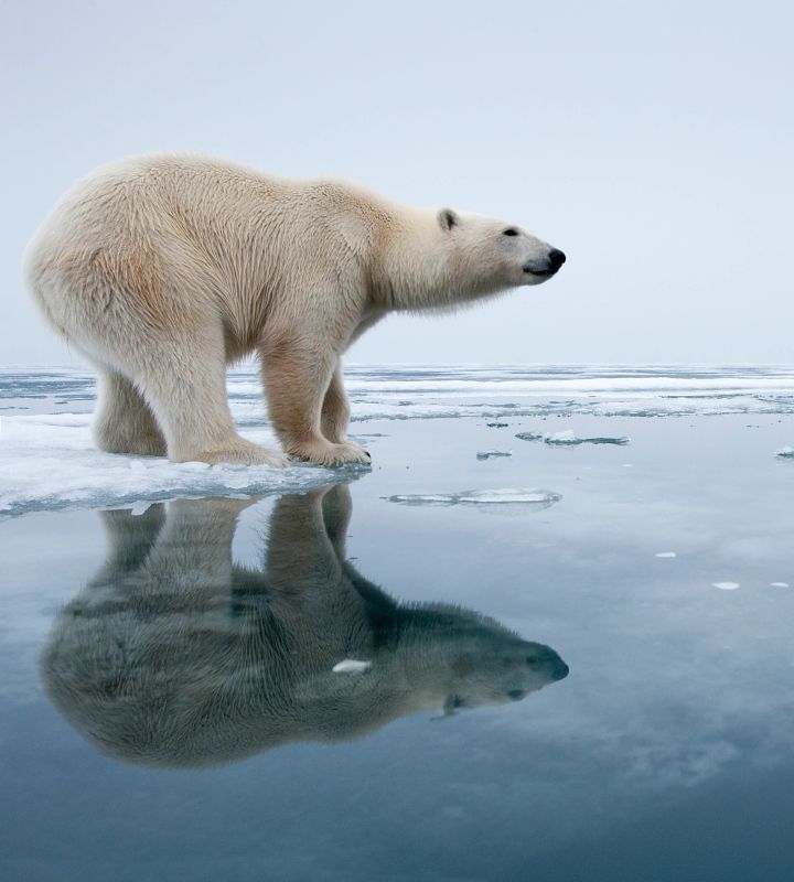 Polar Bear on Melting Ice, Svalbard, Norway