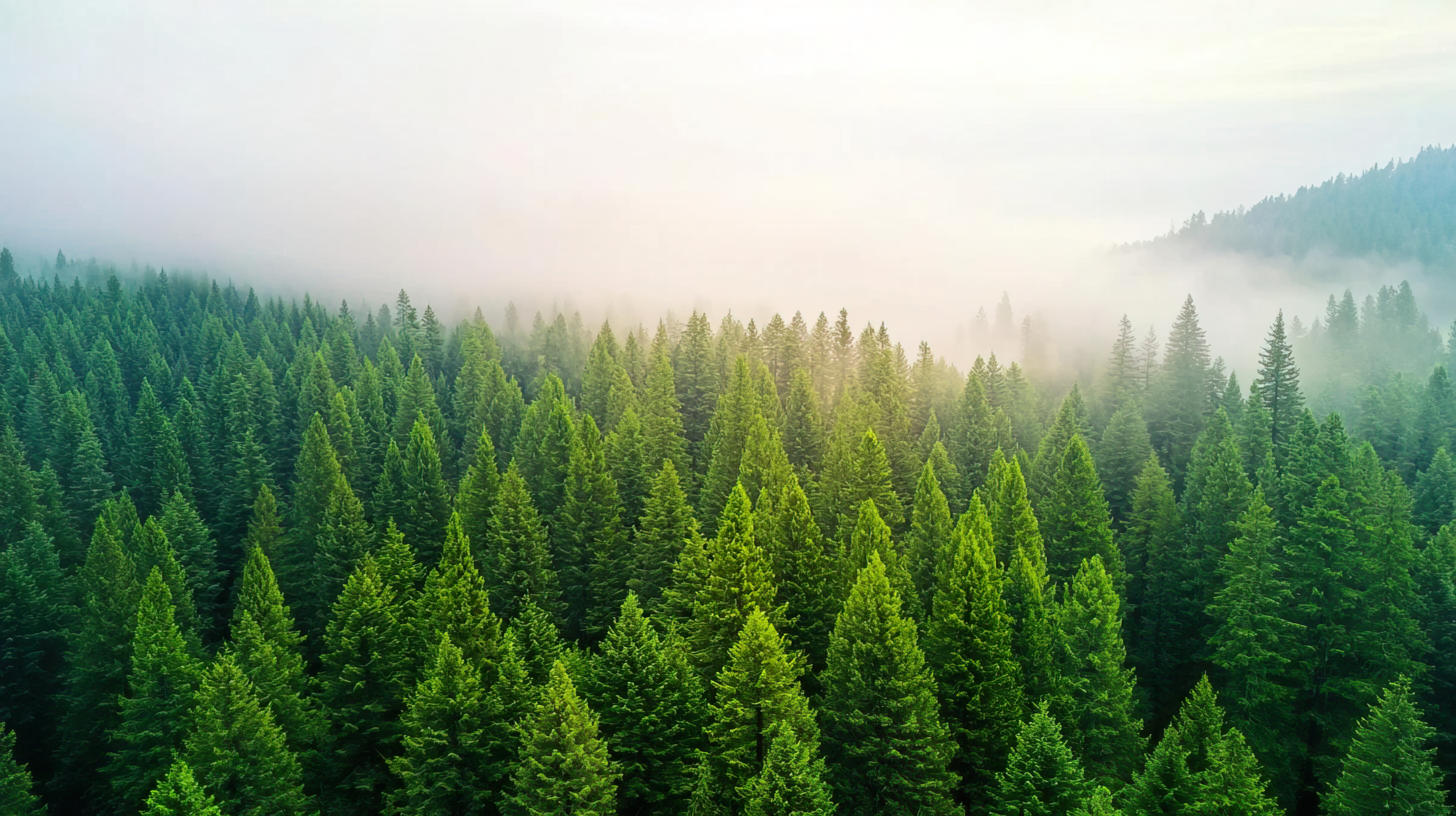 An image of evergreen treetops immersed in fog.
