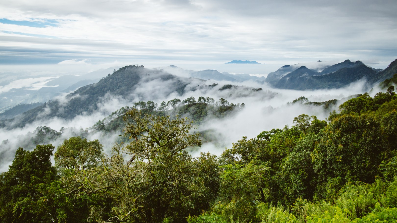 View of green forest with fog rolling over the mountains