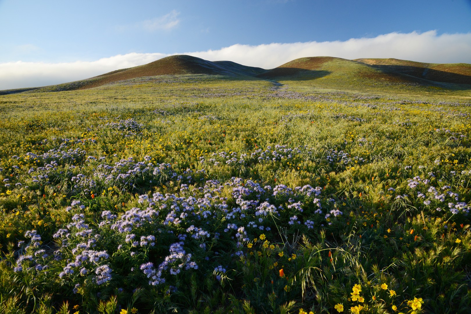 wildflowers on grass hill near los Angeles