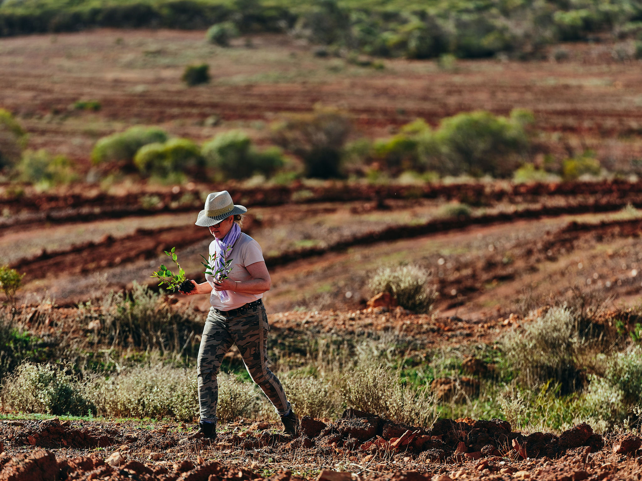A person planting trees in freshly prepared ground.