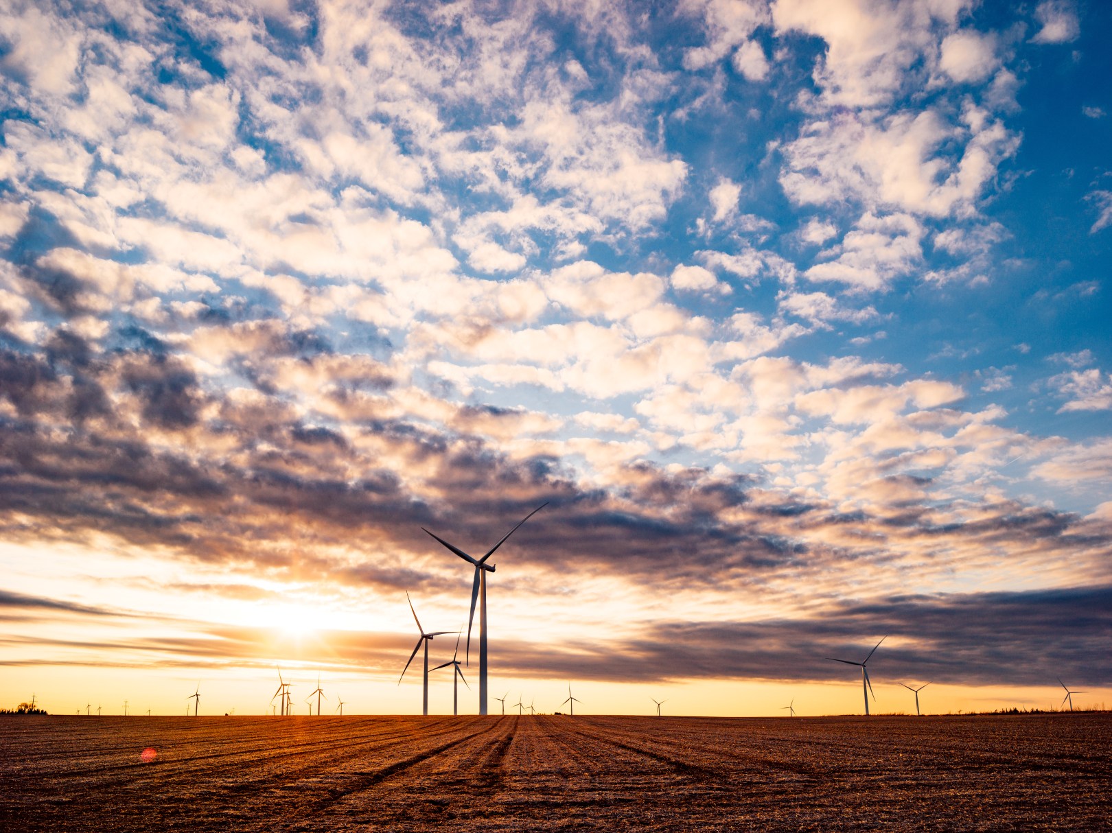 A field with wind turbines at sunset.