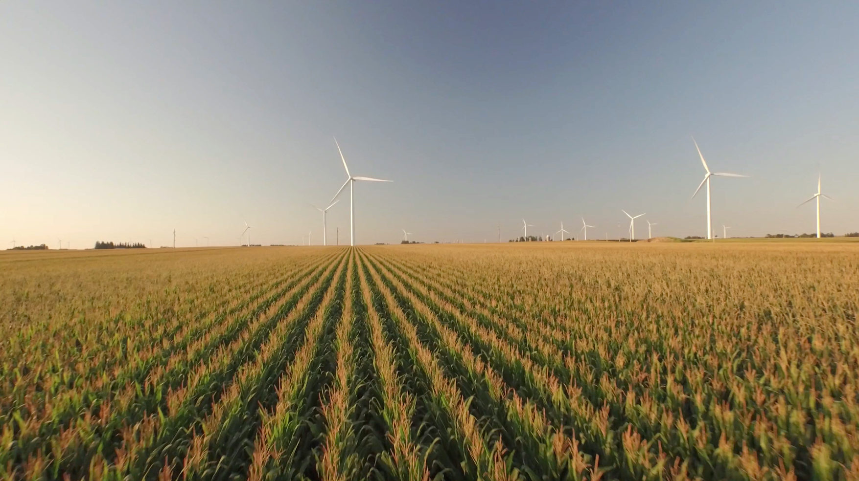 wheat field with wind turbines in background