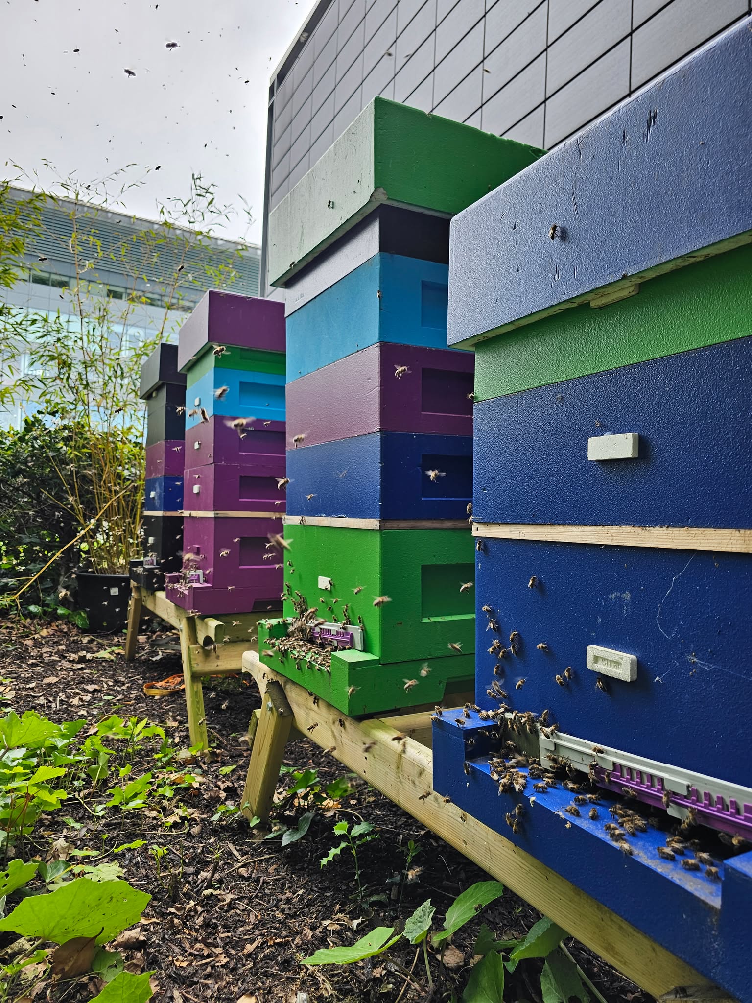 Beehives at Dublin office