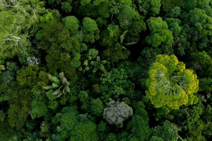 aerial view of lush green tree canopy